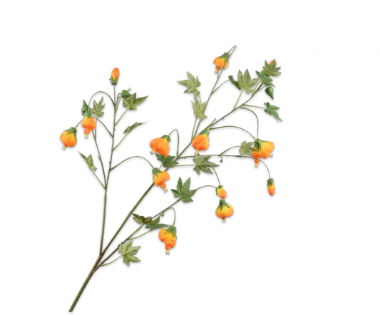 Abutilon Zweig Orange 98 cm