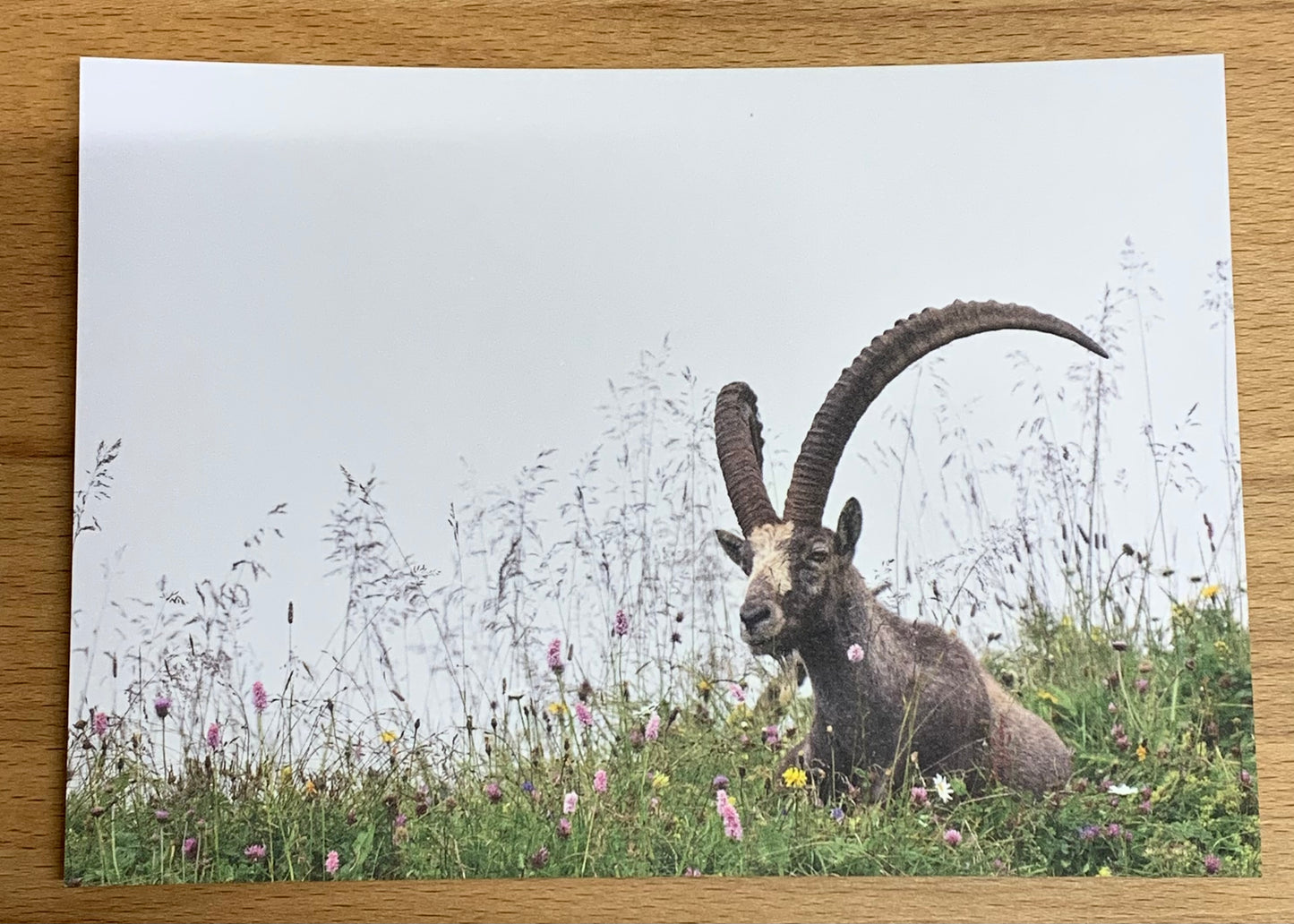 Postkarte Heimatliebe Steinbock liegend