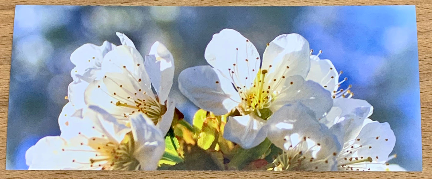 Postkarte Blüten