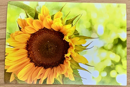 Postkarte Sonnenblumen