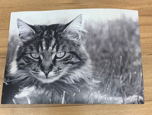 Postkarte Katze