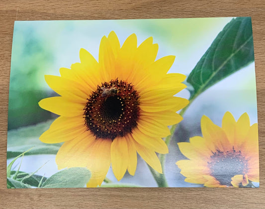 Postkarte Sonnenblumen