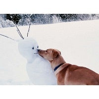 Postkarte Hund mit Schneemann