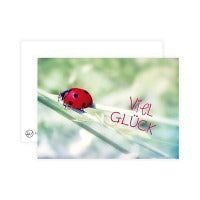 Postkarte Marienkäfer viel Glück