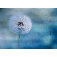 Postkarte Pusteblume blau